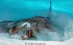 Captured this shot of a Southern Stingray as he was tryin... by Robin Bateman 